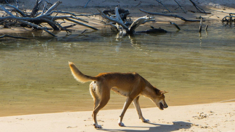 Câine dingo pe insula turistică Fraser. Foto: Profimedia Images