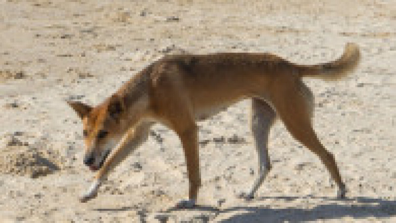 Câine dingo pe insula turistică Fraser. Foto: Profimedia Images | Poza 2 din 4
