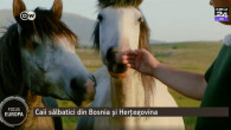 Pentru activistul de mediu Zeljko Kristo caii sunt o alinare Foto: captură video | Poza 9 din 14