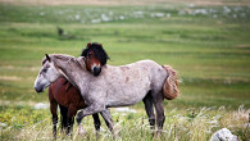 Animalele sunt un amestec de cai de munte bosniaci, rasa Posavac și cai arabi Foto: Profimedia | Poza 1 din 14
