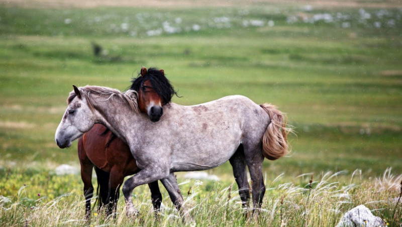 Animalele sunt un amestec de cai de munte bosniaci, rasa Posavac și cai arabi Foto: Profimedia