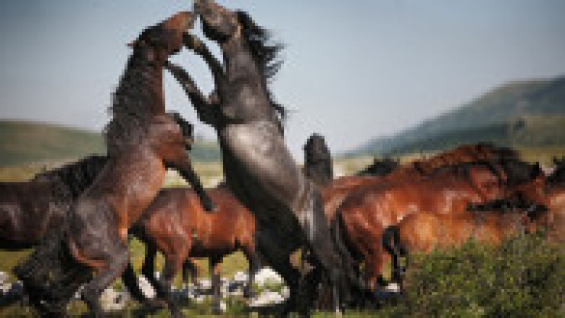Sute de cai trăiesc liberi în regiunea Munților Cincar Foto: Profimedia | Poza 7 din 14