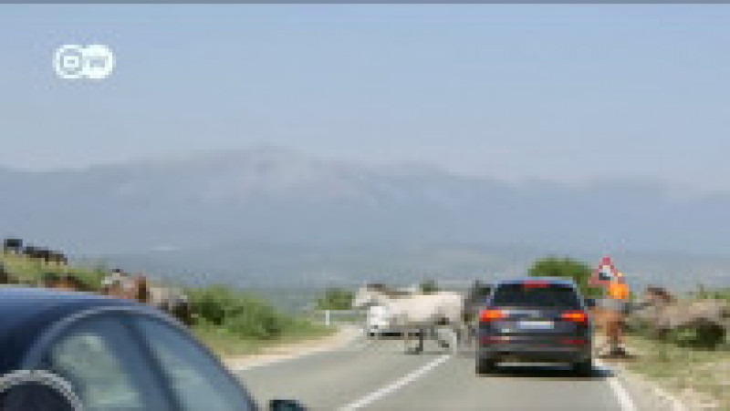 Caii ajung în mod regulat pe drumul montan, iar șoferii din zonă trebuie să fie prudenți ca să-i evite Foto: captură video | Poza 12 din 14