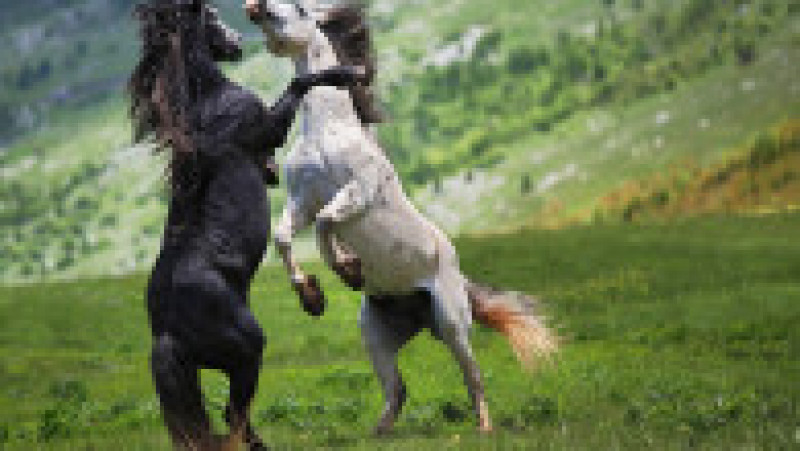 Pentru unii, caii care s-au înmulțit în sălbăticie au ajuns o pacoste Foto: Profimedia | Poza 2 din 14
