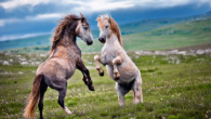 Caii sălbăticiți în Munții Cincar din Bosnia Herțegovia oferă priveliști spectaculoase Foto: Profimedia | Poza 14 din 14