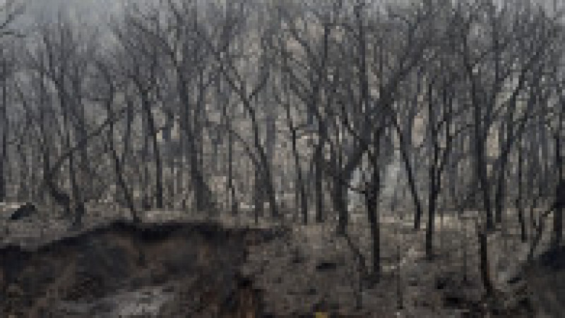 Incendiile de pădure au cuprins regiunea muntoasă Kabylie, de la est de capitala Algeriei. Foto: Profimedia Images | Poza 4 din 11