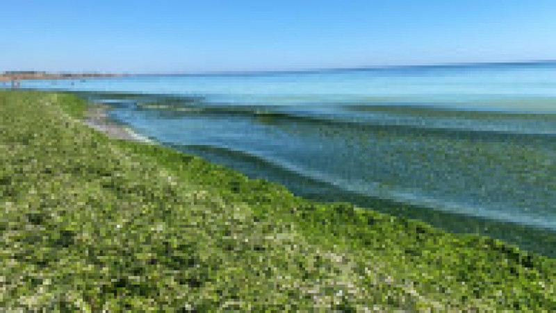 Plajele din sudul litoralului sunt invadate de alge. FOTO: Facebook Apele Române Dobrogea Litoral | Poza 6 din 6
