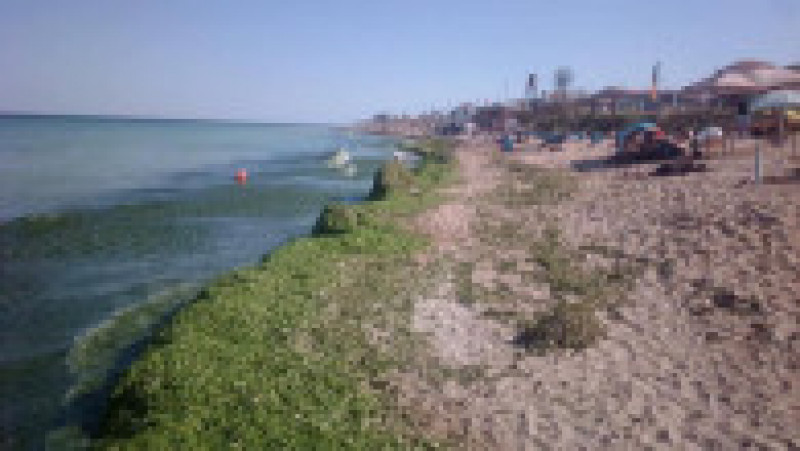 Plajele din sudul litoralului sunt invadate de alge. FOTO: Facebook Apele Române Dobrogea Litoral | Poza 3 din 6