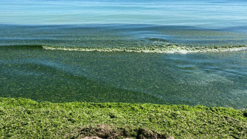 Plajele din sudul litoralului sunt invadate de alge. FOTO: Facebook Apele Române Dobrogea Litoral