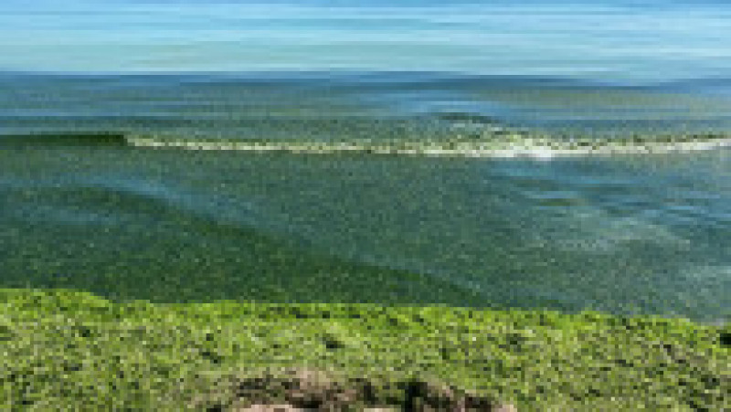 Plajele din sudul litoralului sunt invadate de alge. FOTO: Facebook Apele Române Dobrogea Litoral | Poza 1 din 6