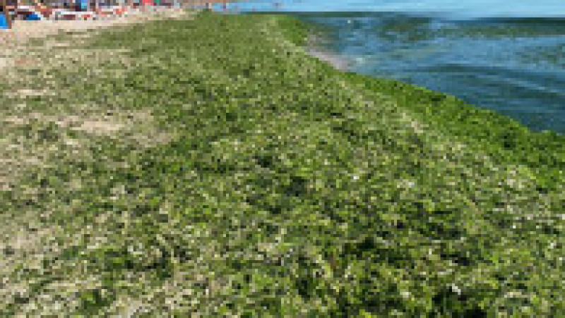 Plajele din sudul litoralului sunt invadate de alge. FOTO: Facebook Apele Române Dobrogea Litoral | Poza 2 din 6