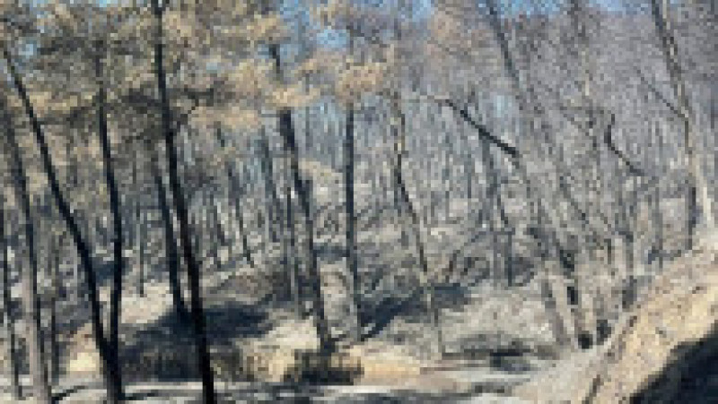Este stare de urgență în Sicilia, unde mii de hectare s-au făcut scrum din cauza incendiilor de vegetație. FOTO: Profimedia Images | Poza 2 din 6