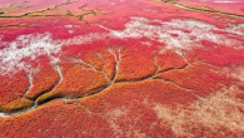 Plaja roșie din Panjin, China, datorează această culoare unei plante roșii care crește în zonă Foto: Profimedia | Poza 10 din 20