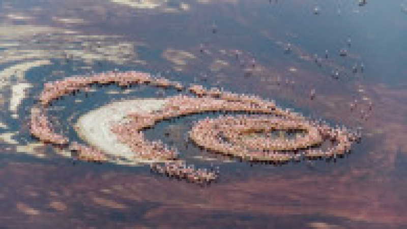 Mii de flamingo pe lacul Natron se strâng într-o formă ce din aer pare irisul unui imens ochi Foto: Profimedia | Poza 6 din 20