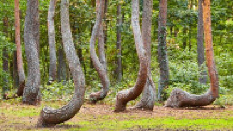 Mai multe teorii încearcă să explice forma de excepție a acestor arbori din Pădurea Strâmbă din Gryfino, Polonia Foto: Profimedia | Poza 14 din 20