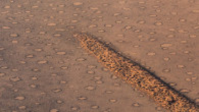 „Cercurile zânelor” din deșertul Namib sunt rezultatul condițiilor meteo, vremea fiind marcată de precipitaţii puternice urmate de evaporări rapide, au arătat noi studii Foto: Profimedia | Poza 9 din 20