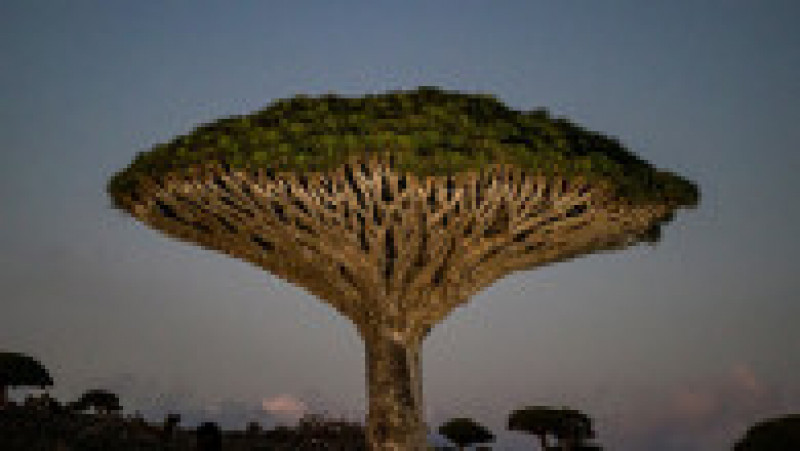 Copacul „sângele dragonului” este specific arhipelagului Socotra din Yemen Foto: Profimedia | Poza 16 din 20
