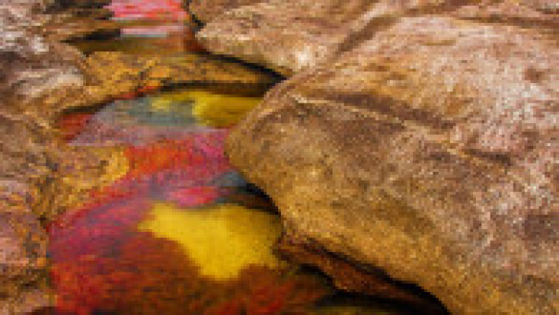 Cano Cristale, râul în cinci culori din Columbia. Foto: Profimedia | Poza 3 din 6