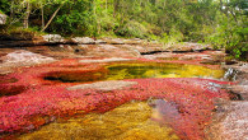Cano Cristale, râul în cinci culori din Columbia. Foto: Profimedia | Poza 4 din 6