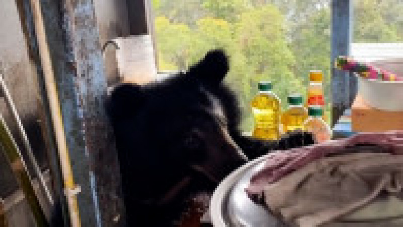 Un urs a fost surprins în bucătăria unei familii din Thailanda. Foto: Profimedia Images | Poza 2 din 12