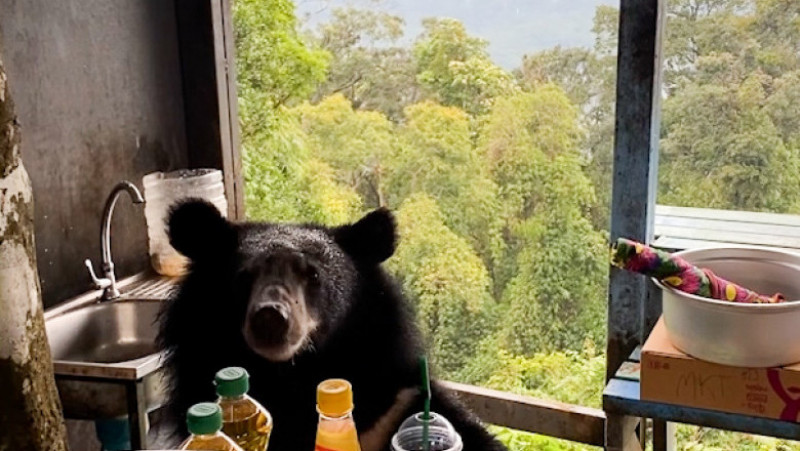 Un urs a fost surprins în bucătăria unei familii din Thailanda. Foto: Profimedia Images
