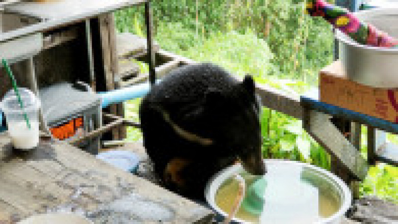 Un urs a fost surprins în bucătăria unei familii din Thailanda. Foto: Profimedia Images | Poza 3 din 12