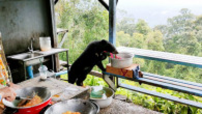 Un urs a fost surprins în bucătăria unei familii din Thailanda. Foto: Profimedia Images | Poza 12 din 12
