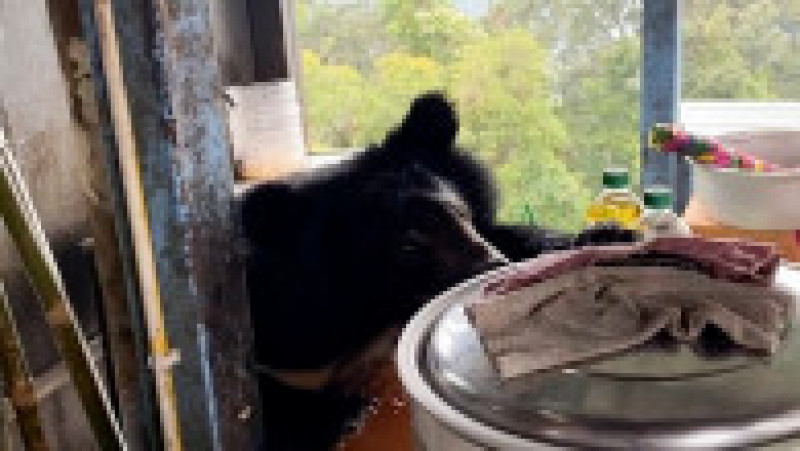 Un urs a fost surprins în bucătăria unei familii din Thailanda. Foto: Profimedia Images | Poza 6 din 12