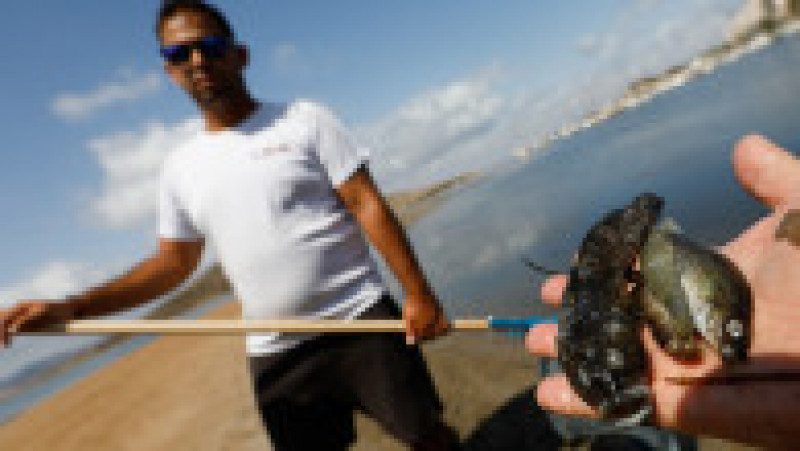 Tone de pești morți au fost scoase din apele lagunei Mar Menor Foto: Foto: Profimedia Images | Poza 3 din 19