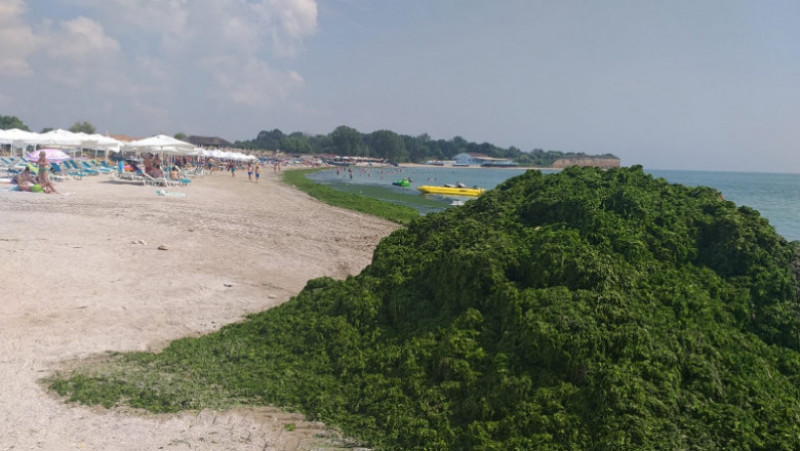 Plajele au fost acoperite de alge. Foto: Facebook/Apele Române Dobrogea Litoral