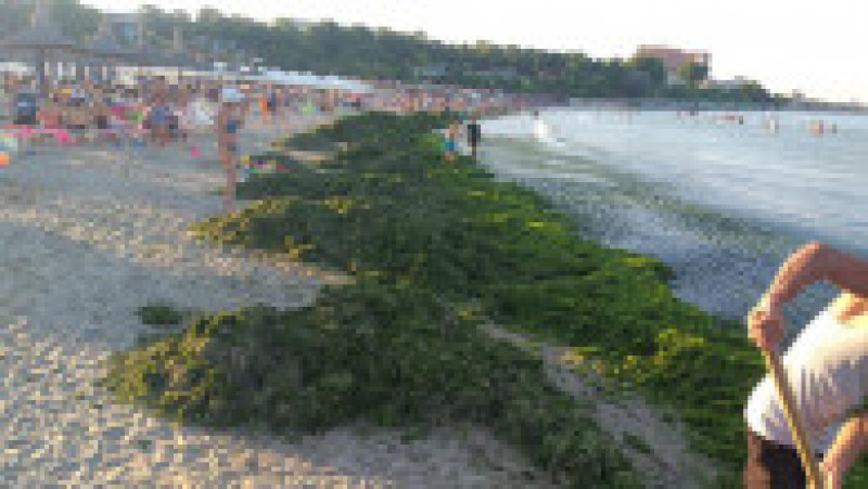 Plajele au fost acoperite de alge. Foto: Facebook/Apele Române Dobrogea Litoral | Poza 4 din 8