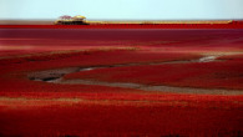 Plaja Roșie din Delta Liaohe, China FOTO: Profimedia Images | Poza 5 din 35