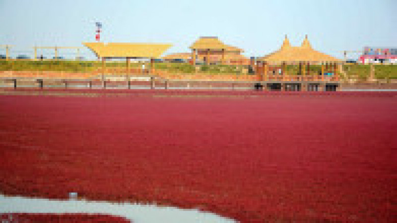 Plaja Roșie din Delta Liaohe, China FOTO: Profimedia Images | Poza 6 din 35