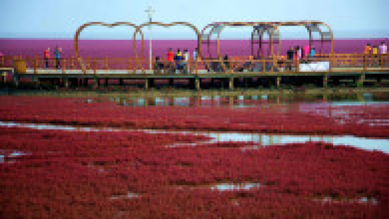 Plaja Roșie din Delta Liaohe, China FOTO: Profimedia Images | Poza 7 din 35