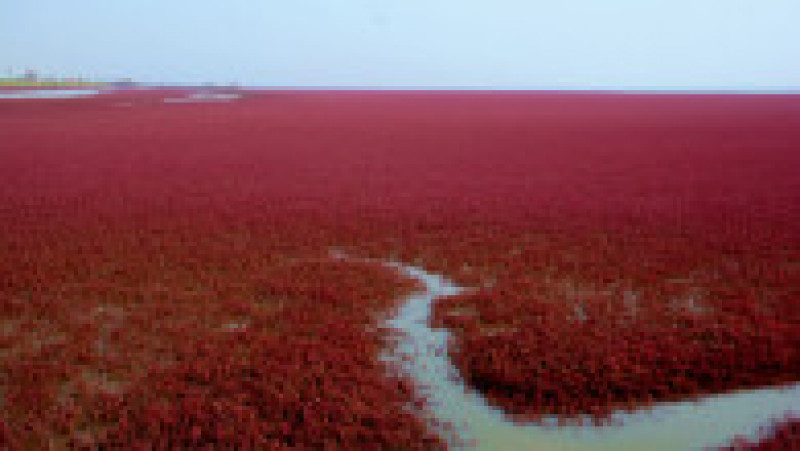 Plaja Roșie din Delta Liaohe, China FOTO: Profimedia Images | Poza 9 din 35