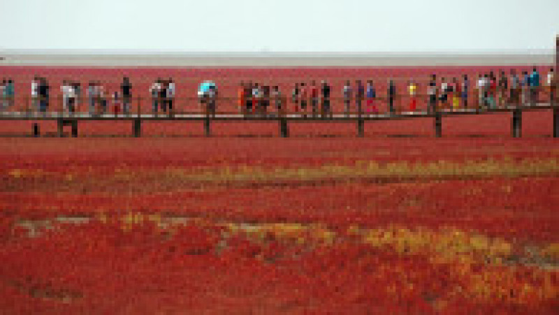 Plaja Roșie din Delta Liaohe, China FOTO: Profimedia Images | Poza 4 din 35