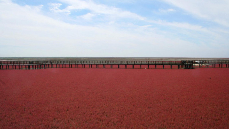 Plaja Roșie din Delta Liaohe, China FOTO: Profimedia Images
