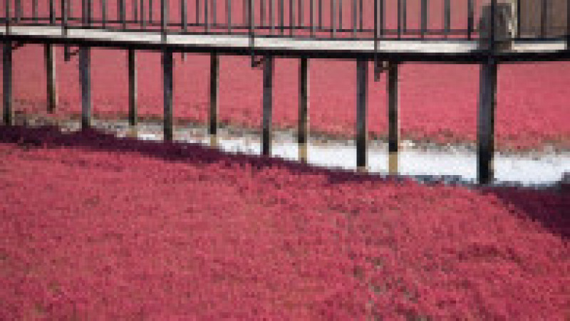Plaja Roșie din Delta Liaohe, China FOTO: Profimedia Images | Poza 2 din 35