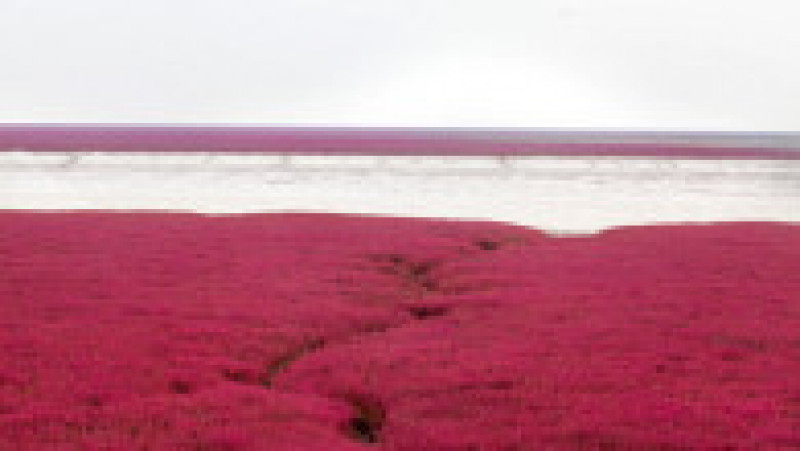 Plaja Roșie din Delta Liaohe, China FOTO: Profimedia Images | Poza 19 din 35