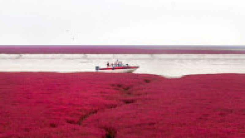 Plaja Roșie din Delta Liaohe, China FOTO: Profimedia Images | Poza 12 din 35