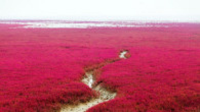 Plaja Roșie din Delta Liaohe, China FOTO: Profimedia Images | Poza 13 din 35