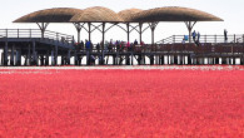 Plaja Roșie din Delta Liaohe, China FOTO: Profimedia Images | Poza 28 din 35