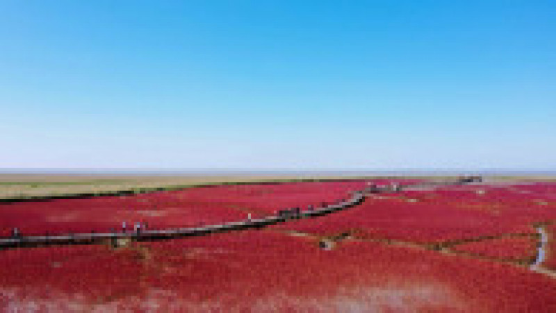 Plaja Roșie din Delta Liaohe, China FOTO: Profimedia Images | Poza 34 din 35