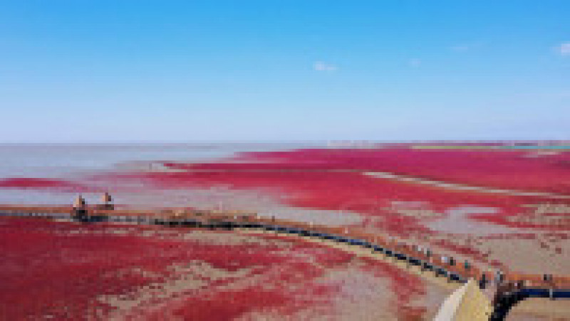 Plaja Roșie din Delta Liaohe, China FOTO: Profimedia Images | Poza 33 din 35
