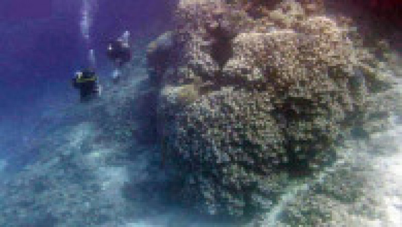Colonie de corali descoperită în Marea Roșie. Foto: Red Sea Development Company | Poza 3 din 3