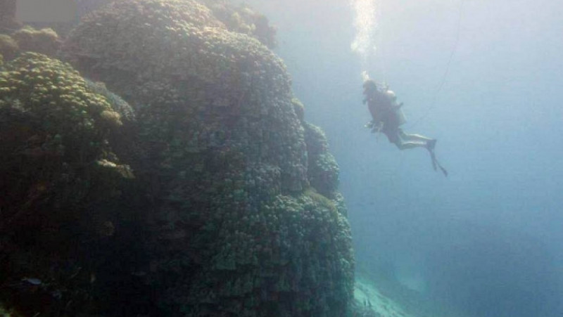 Colonie de corali descoperită în Marea Roșie. Foto: Red Sea Development Company