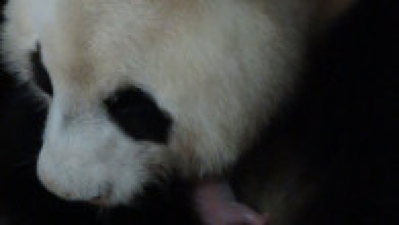 Doi pui de panda uriaş care s-au născut în urmă cu două zile la Zoo Aquarium din Madrid se simt bine şi au o stare bună de sănătate. FOTO: Facebook ZOO Madrid | Poza 8 din 10
