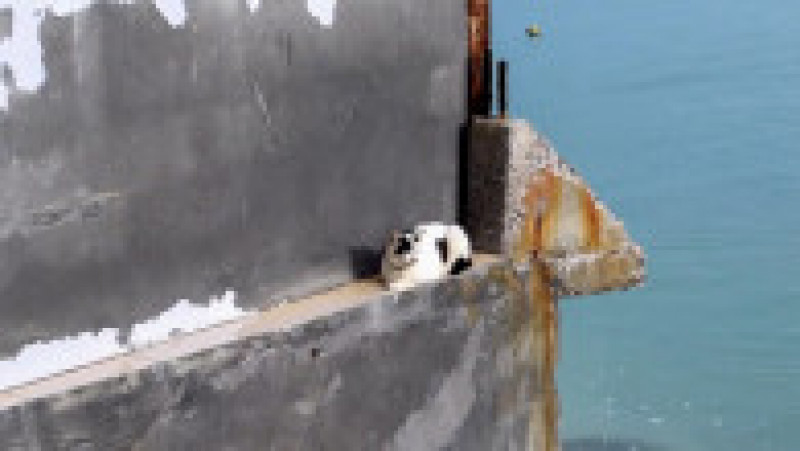Pisici abandonate pe insula thailandeză Koh Phi Phi FOTO: Profimedia Images | Poza 3 din 20