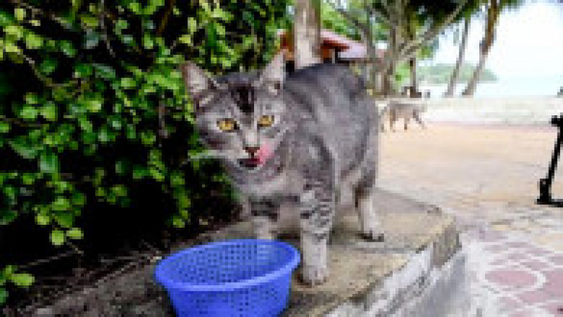 Pisici abandonate pe insula thailandeză Koh Phi Phi FOTO: Profimedia Images | Poza 12 din 20
