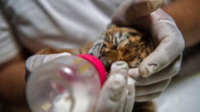 Un pui de tigru bengalez, specie ameninţată cu dispariţia, s-a născut sâmbătă la Grădina Zoologică Naţională din Nicaragua.. FOTO Profimedia Images | Poza 8 din 9